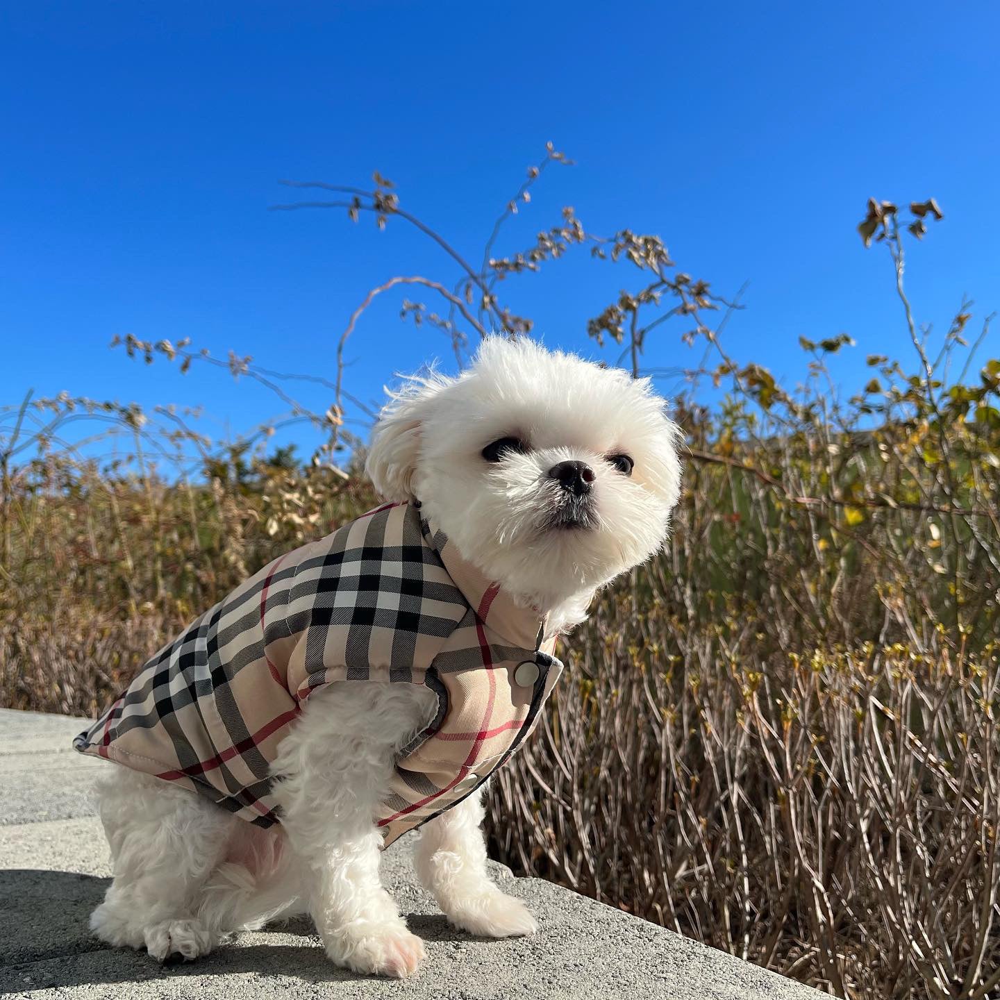 Pupberry Dog Vest