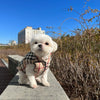 Pupberry Dog Vest