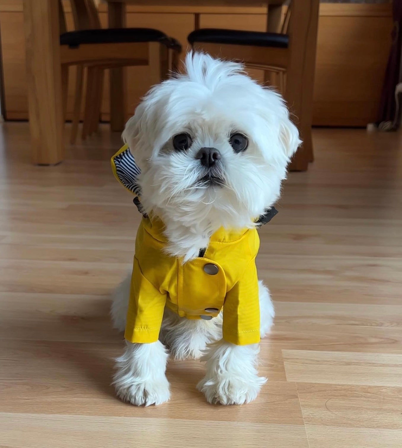 Dog Windbreaker