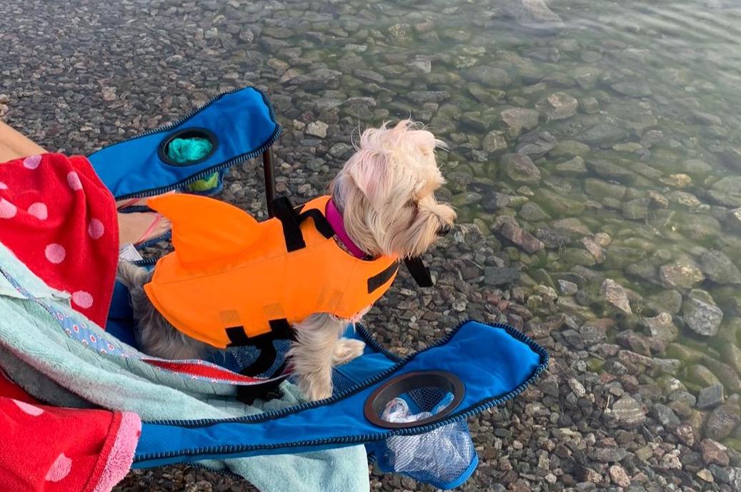 Maltese Shark Dog Life Jacket