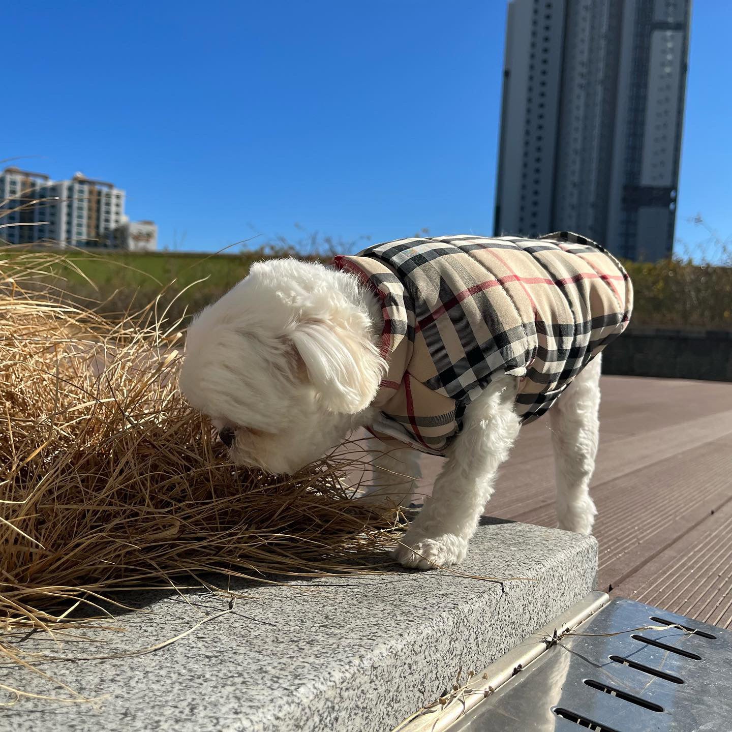 Pupberry Dog Vest