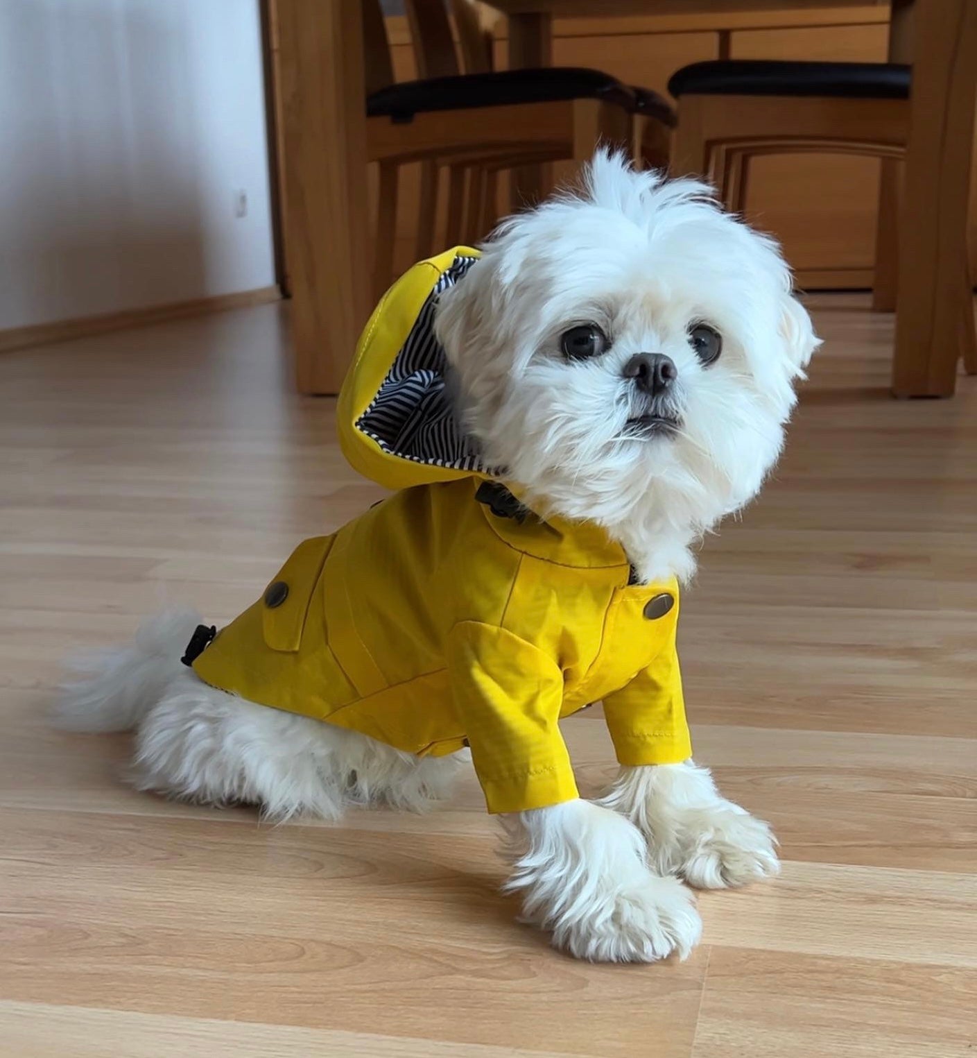 Dog Windbreaker