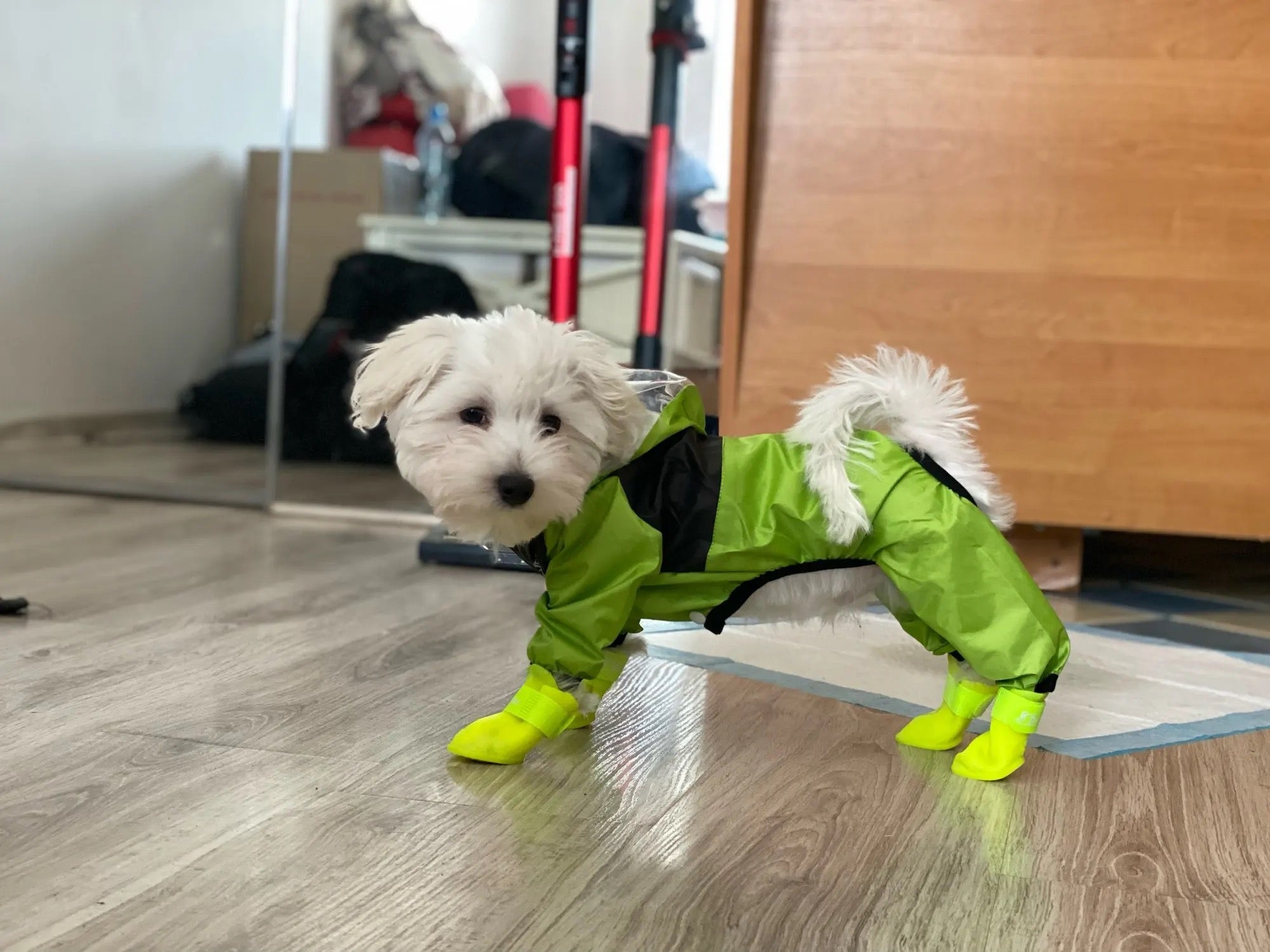 Maltese Raincoat