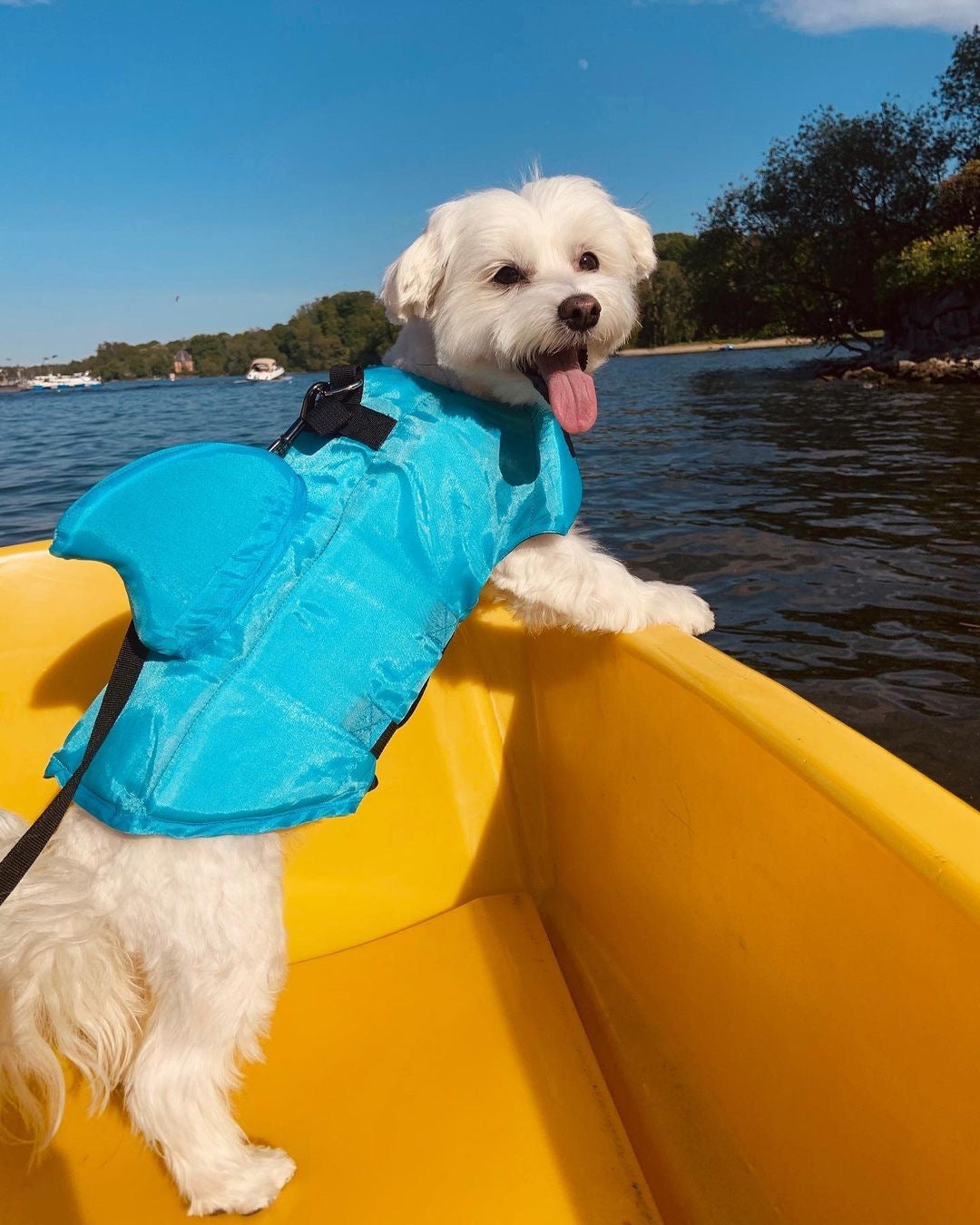 Maltese Shark Dog Life Jacket