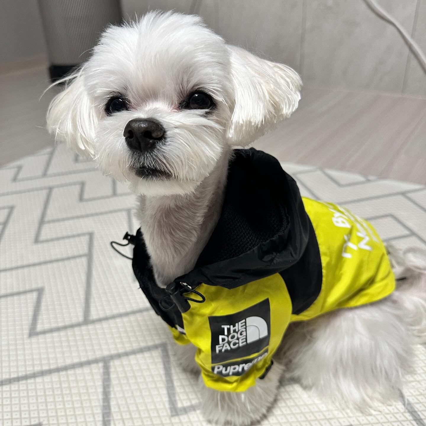 Yellow The Dog Face Raincoat