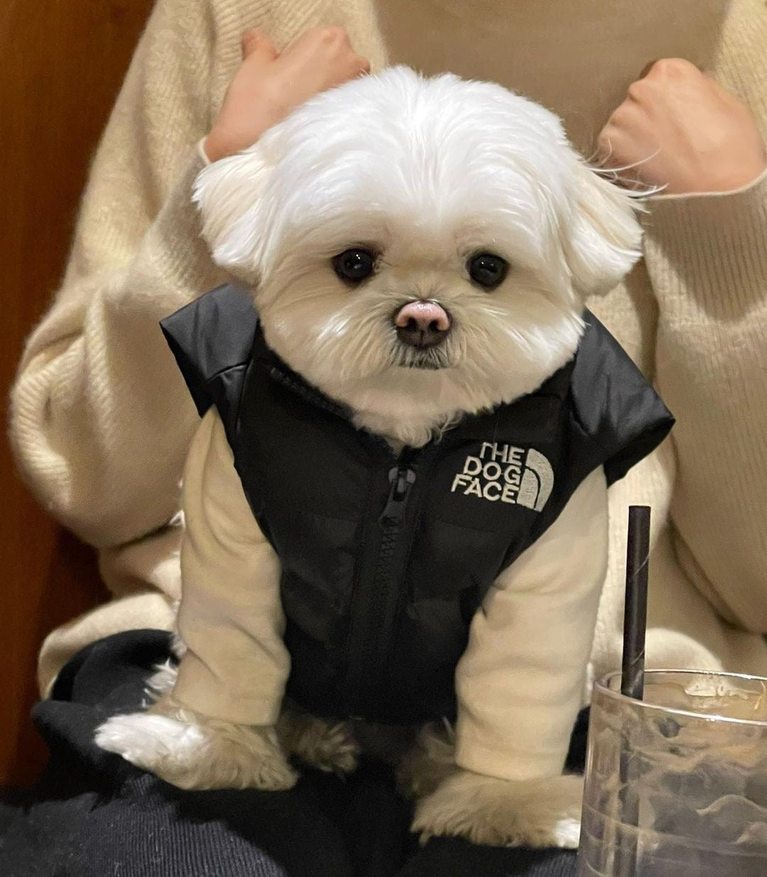 The Dog Face Vest