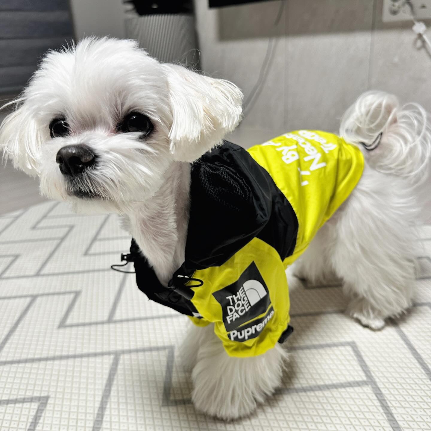 Yellow The Dog Face Raincoat