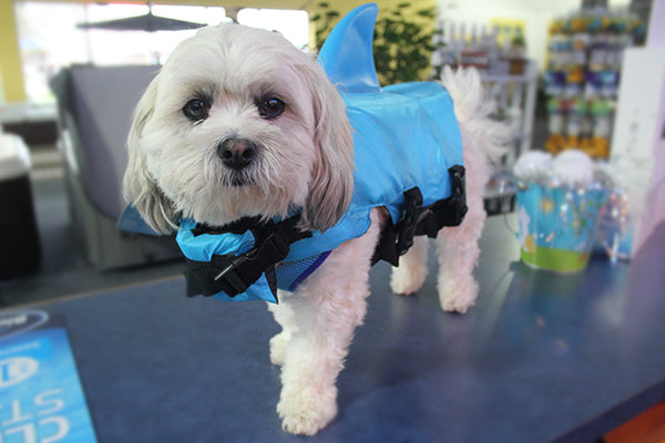 Maltese Shark Dog Life Jacket