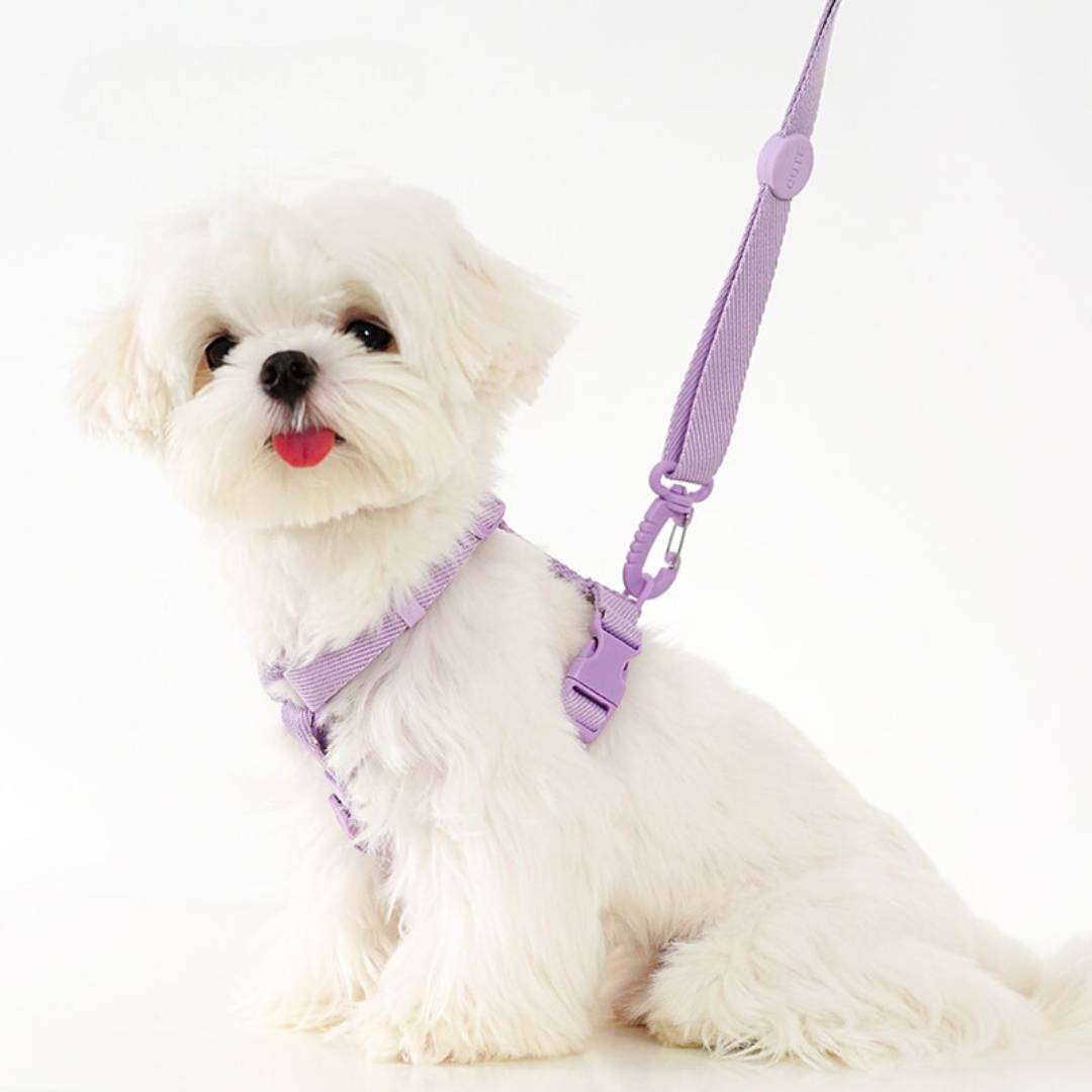 Pastel Leash and Harness Set