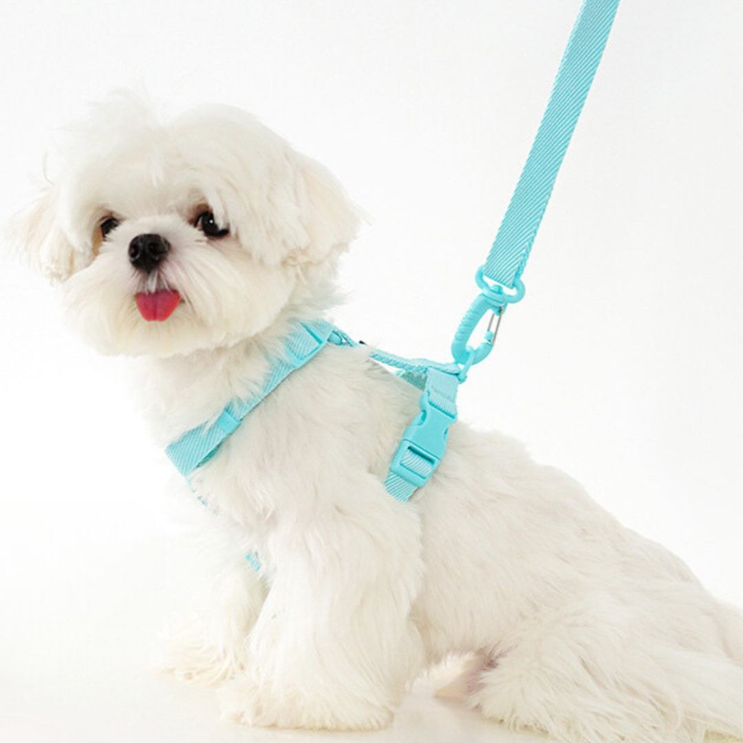 Pastel Leash and Harness Set