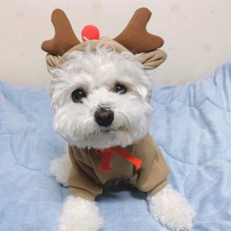 Maltese Dog Costumes