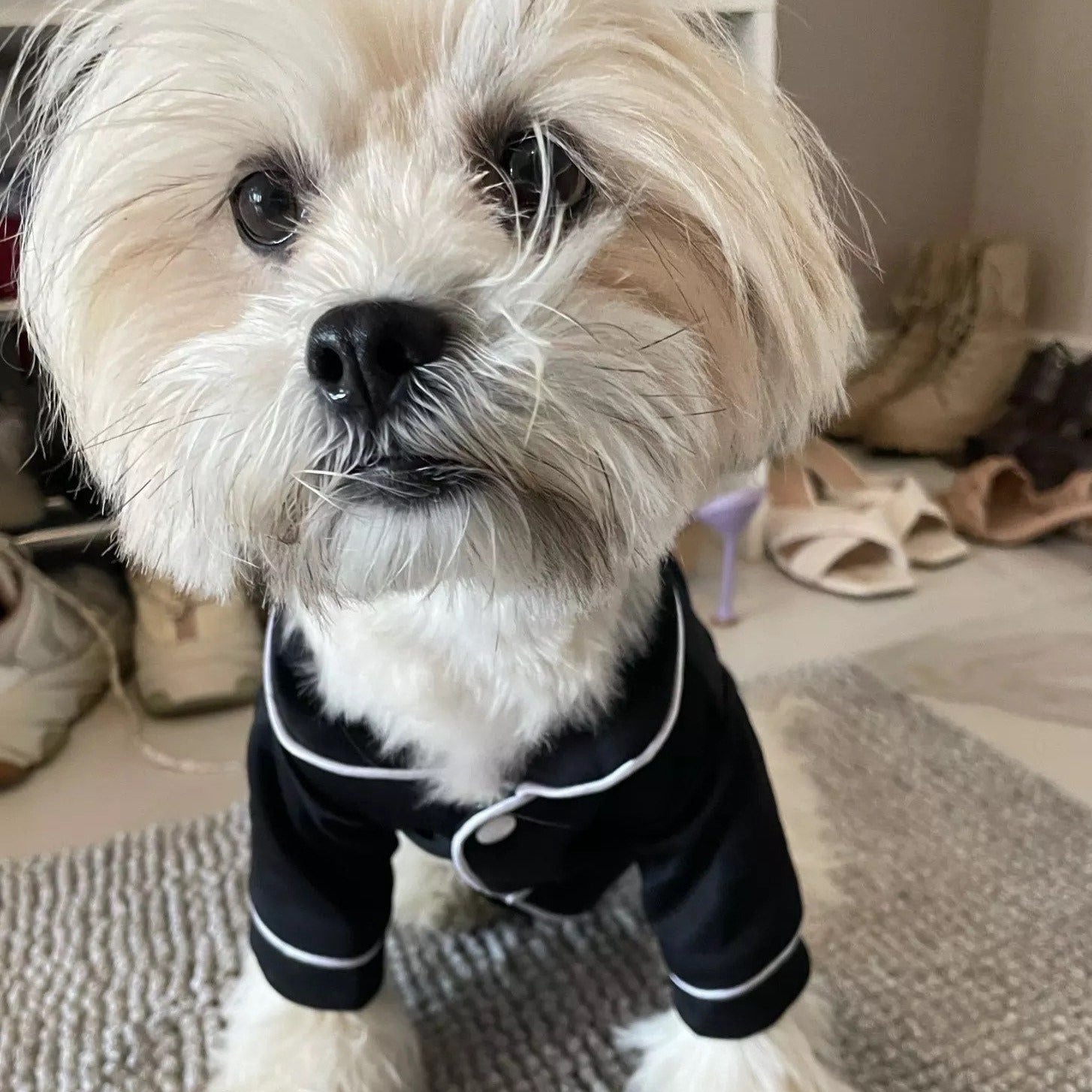 Maltese Dog Pajamas