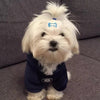 Maltese Velour Dog Hoodie