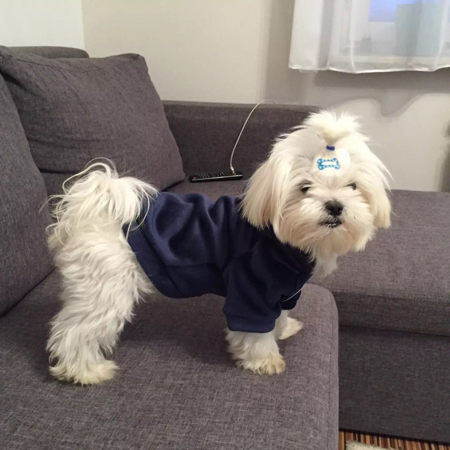 Maltese Velour Dog Hoodie