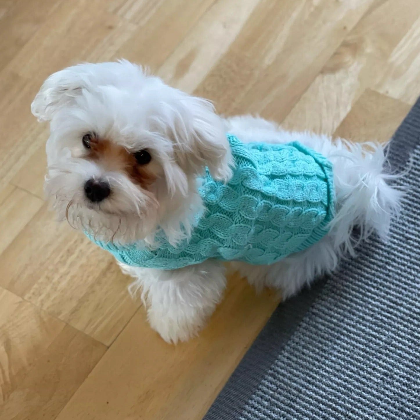 Knitted Maltese Dog Sweater